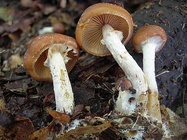 Galerina stylifera   (G.F. Atk.) A.H. Sm. & Singer